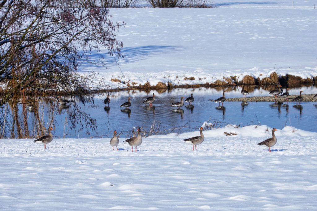 Gänse an der Rott im Winter bei Unterdietfurt