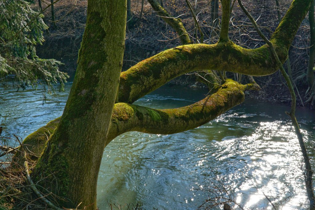 Die Rott bei Gerau